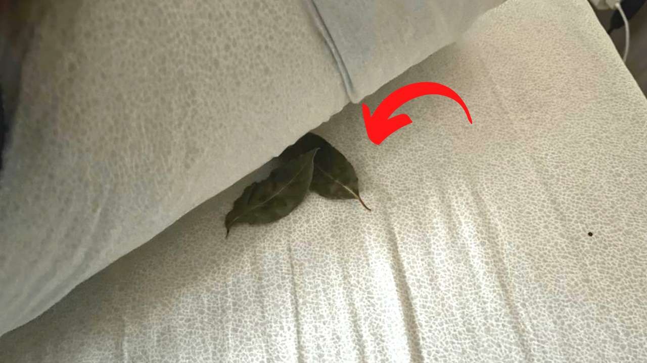 Des feuilles de laurier sous l’oreiller, c’est pourquoi il faut toujours le faire avant de dormir