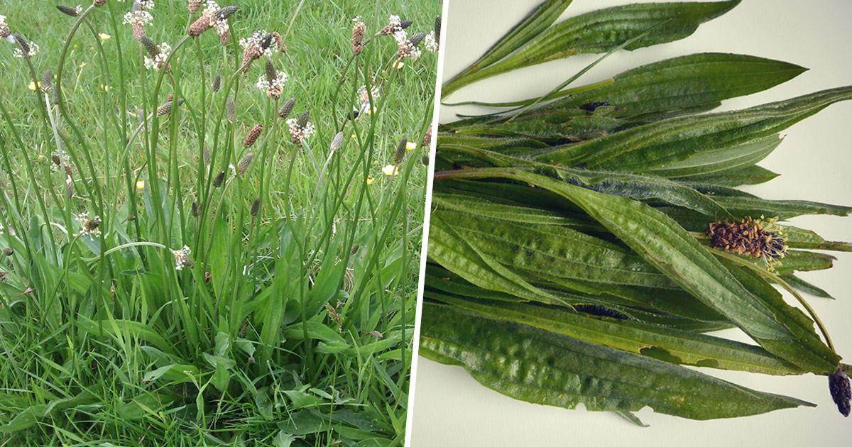 La plante spontanée qui soulage l’inflammation, est antioxydante et guérit les hémorroïdes