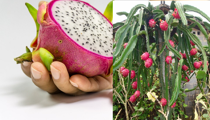 Wie man Pitahayas Schritt für Schritt in Töpfen anbaut