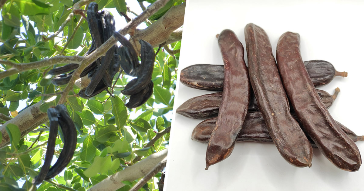 Le fruit presque oublié qui fait aller à la selle, aide à perdre du poids et abaisse le cholestérol