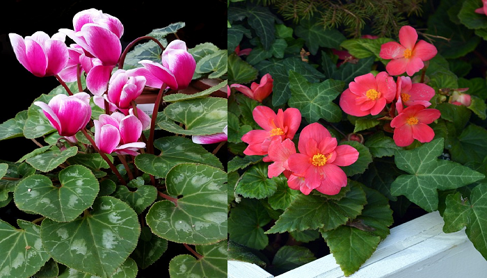 Entdecken Sie 10 Pflanzen, die das ganze Jahr über blühen.