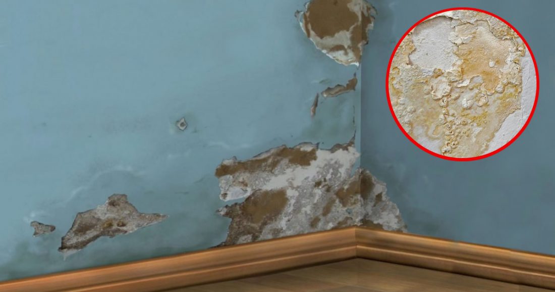 Comment se débarrasser rapidement du salpêtre et de la moisissure des murs