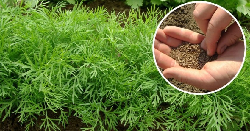 Comment semer l’aneth et le persil en août : pousses après 5 jours