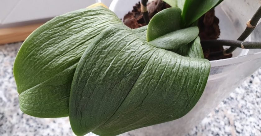 Que faire si les feuilles d’une orchidée sont molles