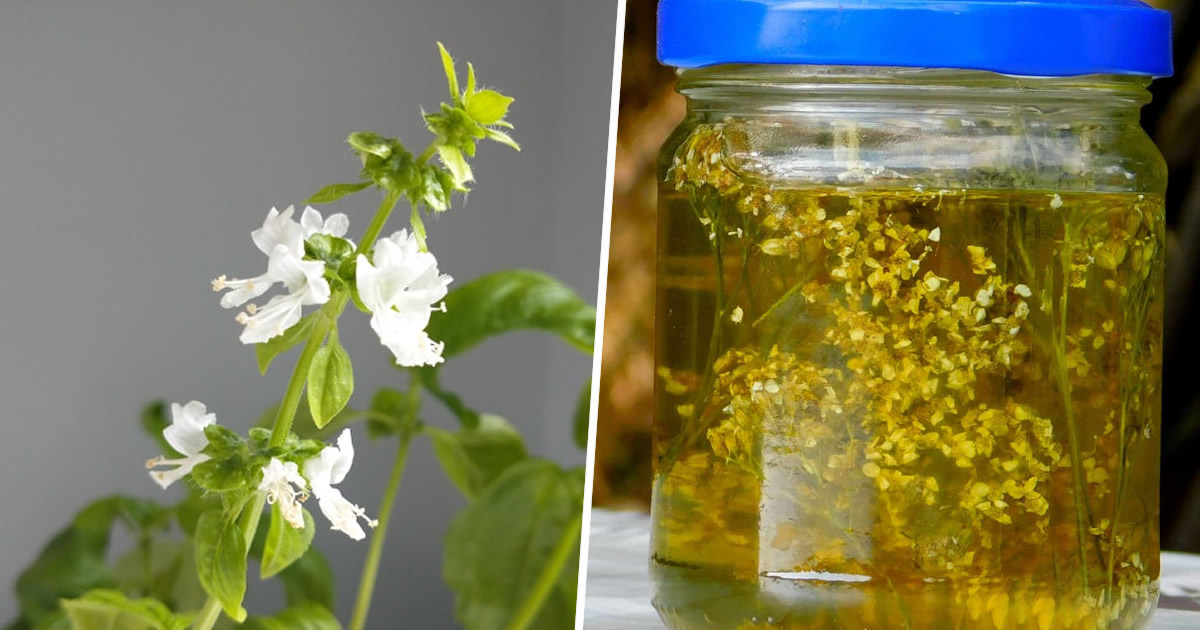 5 choses que vous pouvez faire avec les fleurs de basilic : Ne les jetez pas