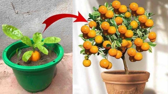 Avec ce secret d’agriculteur , Vos plantes deviendront riches en fruits et en fleurs
