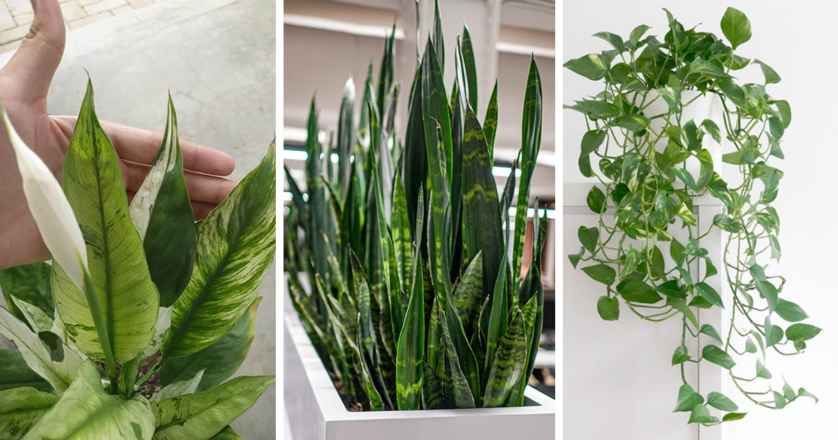 7 plantes d’intérieur qui éliminent la poussière et les allergies