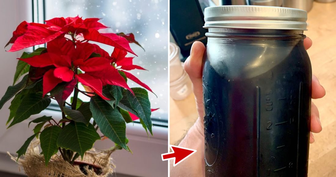 Comment faire en sorte que les poinsettias restent rouges et ne perdent pas leurs feuilles : 5 engrais DIY