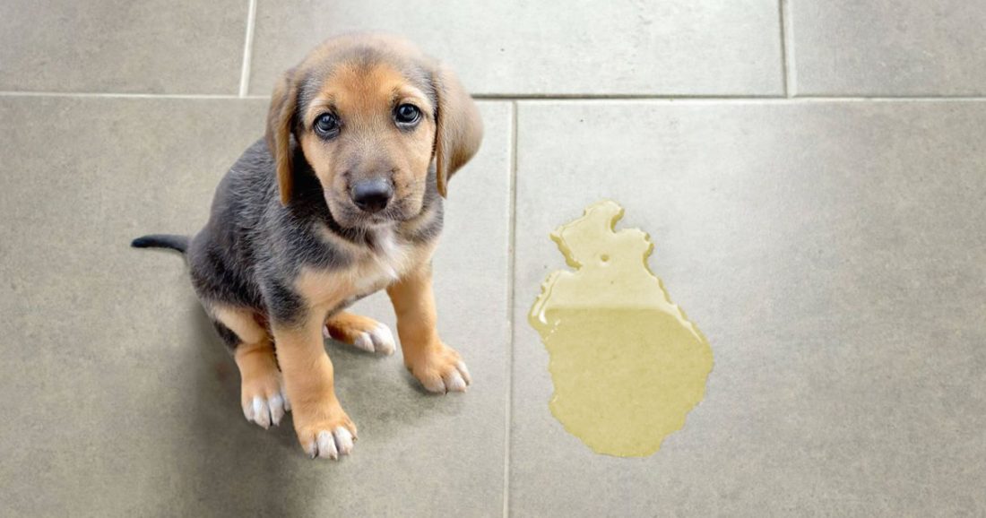 3 erreurs dans le nettoyage de l’urine de votre chien qui multiplient les mauvaises odeurs