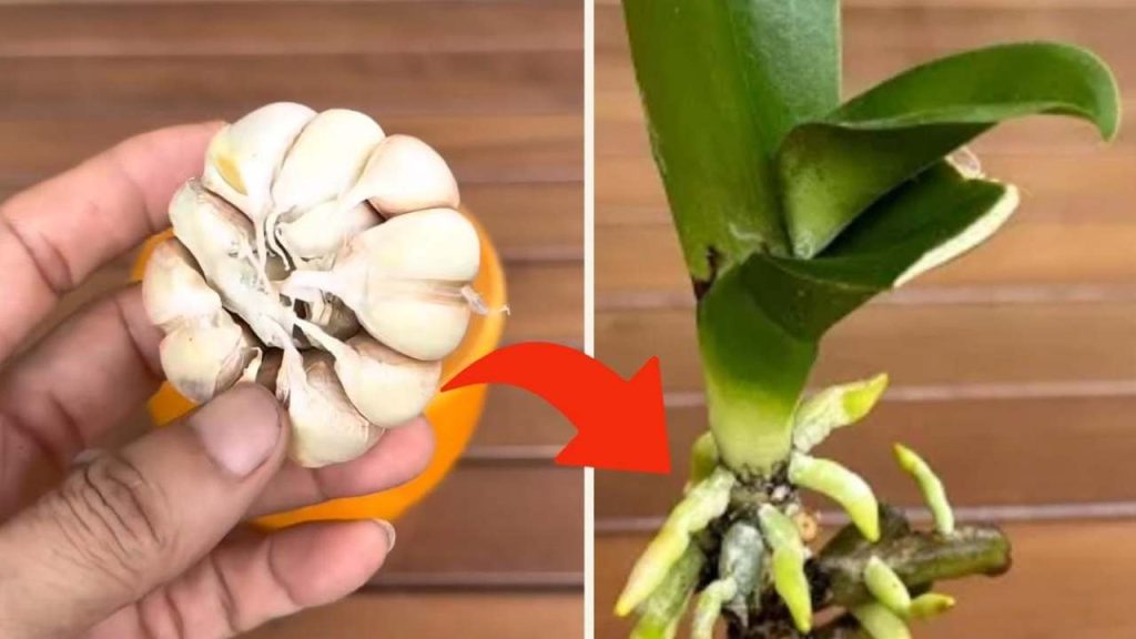 Orchidee – Nur mit diesem Trick schaffen es Gärtner, sie viele Jahre am Leben zu erhalten
