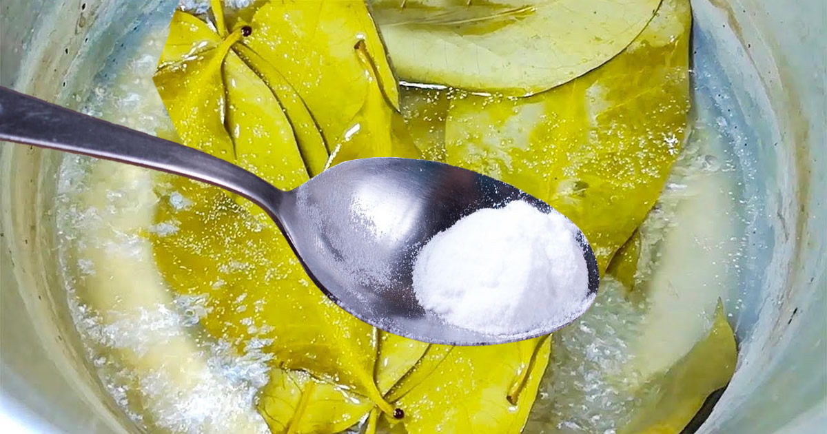 L’astuce du bicarbonate de soude sur le laurier : l’ancienne technique de grand-mère qui ne méritait pas d’être oubliée