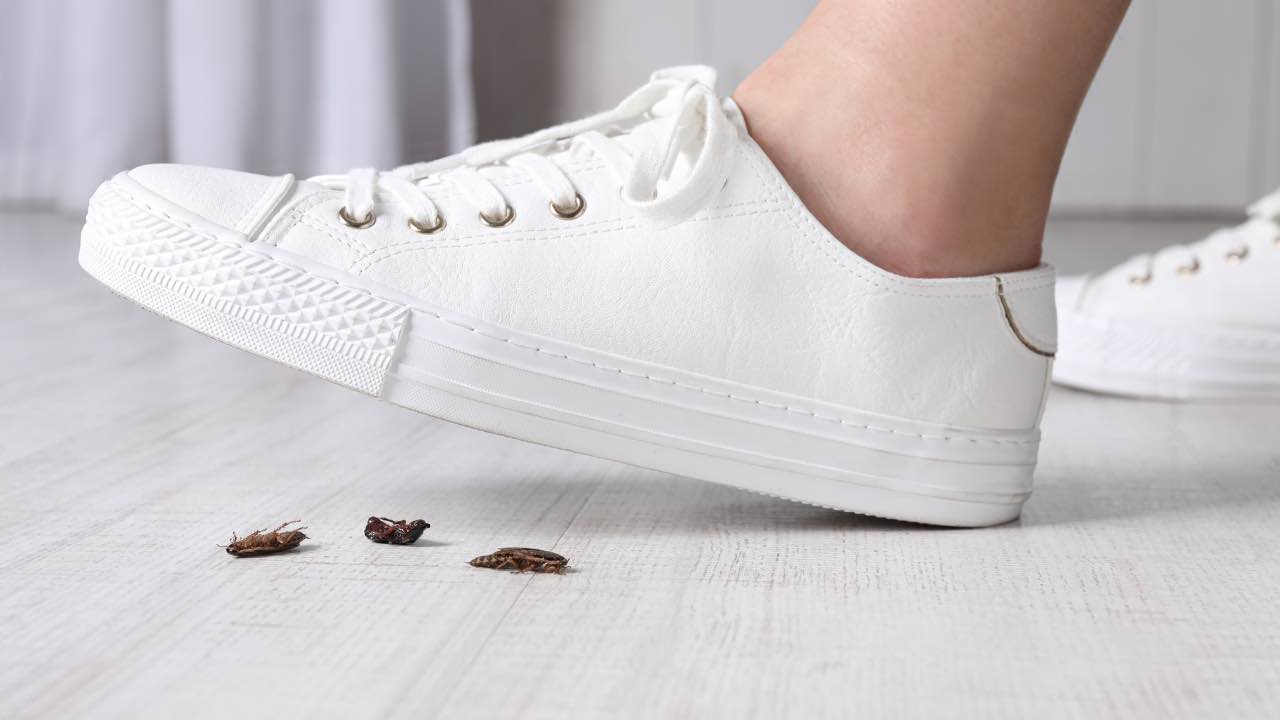 Des cafards dans la maison, parce que c’est une grave erreur de les écraser : pourtant on le fait toujours