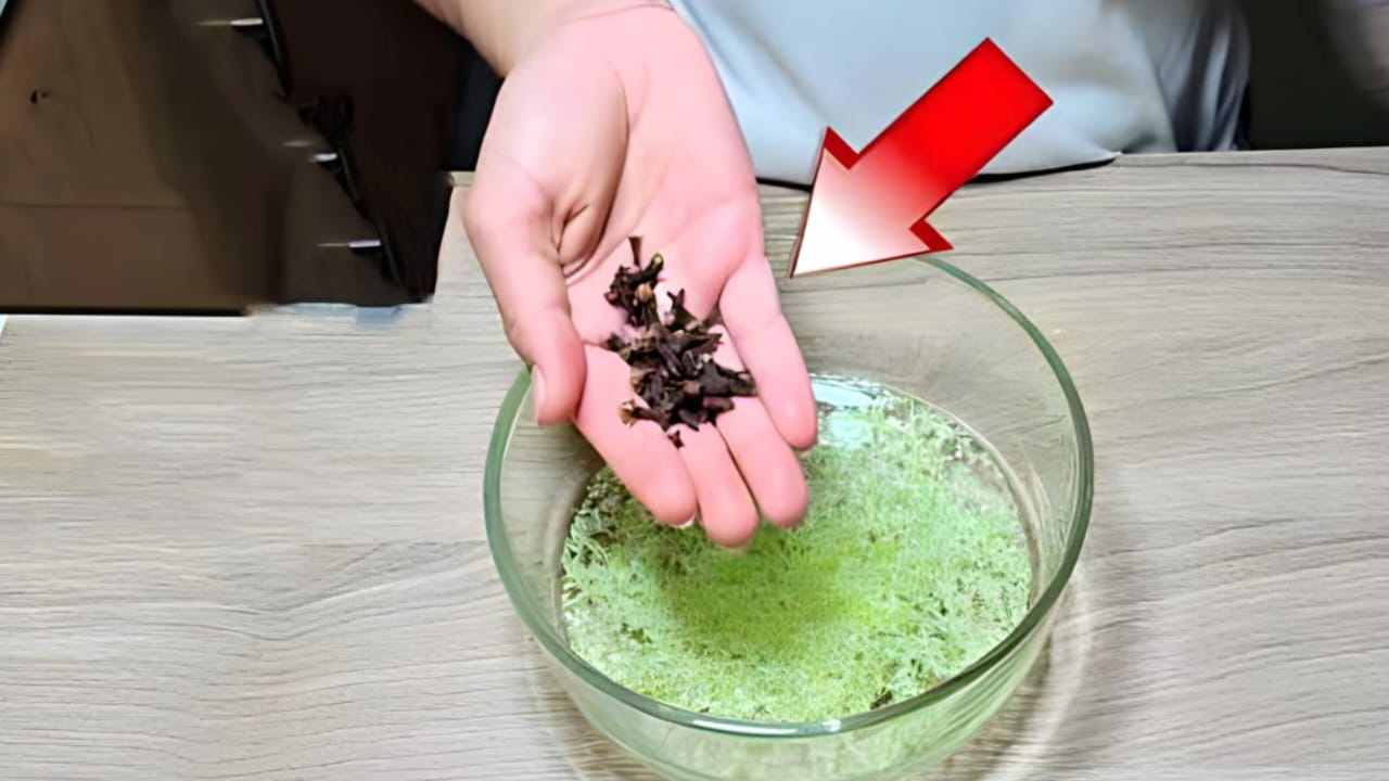 Les mouches, les insectes et les fourmis ne remettront plus jamais les pieds dans votre maison – le mélange puissant