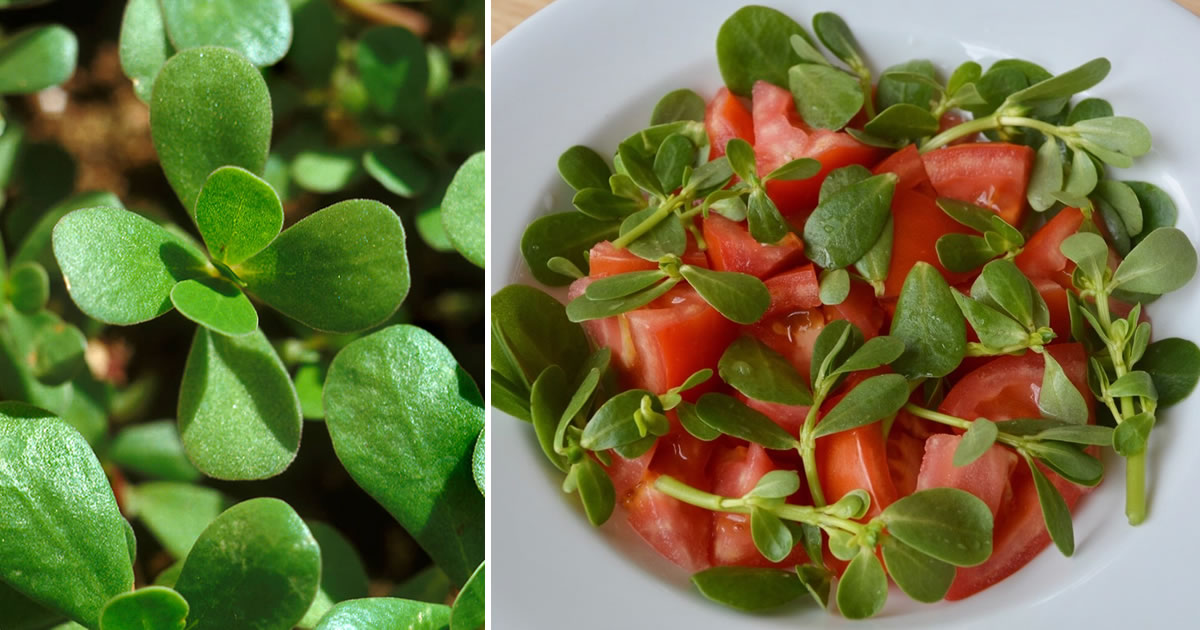 Les merveilleuses propriétés du pourpier, comment le récolter et où le trouver