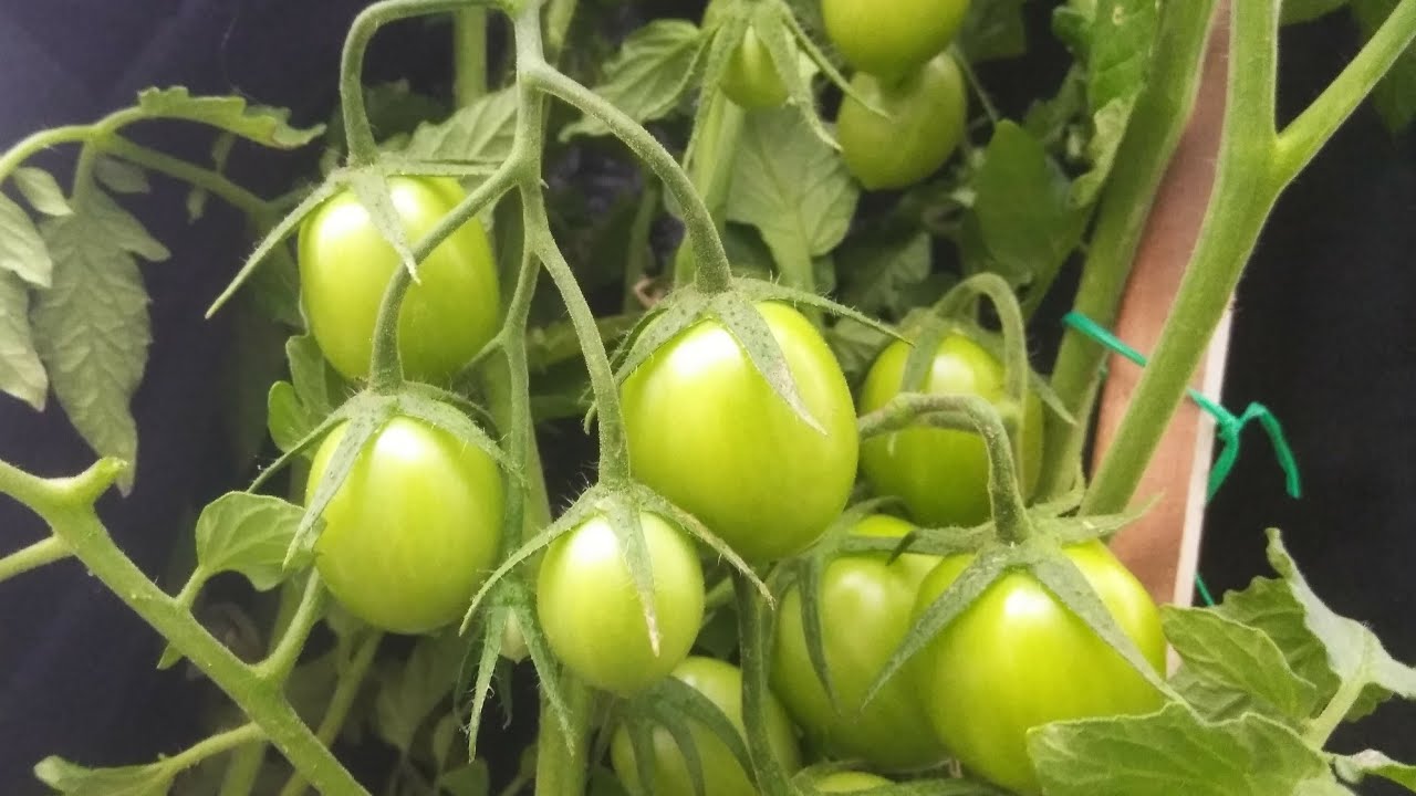 5 engrais organiques pour accélérer la croissance des plantes