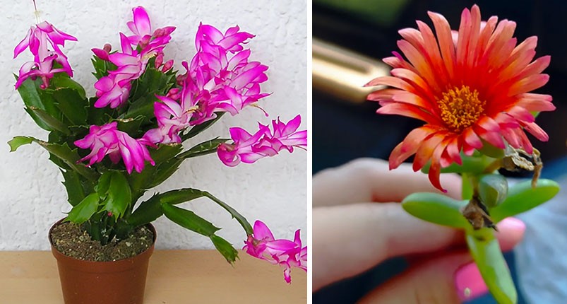 Wie Sie Ihre Sukkulenten zum Blühen bringen und Ihr Zuhause mit Duft erfüllen