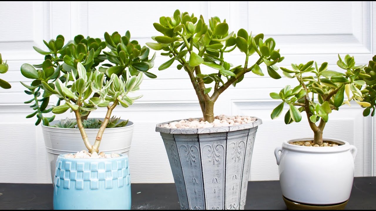 Comment faire grandir et fleurir autant l’arbre de jade