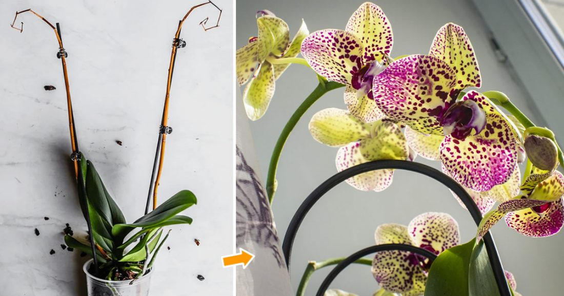 Comment récupérer une orchidée fanée ou séchée étape par étape