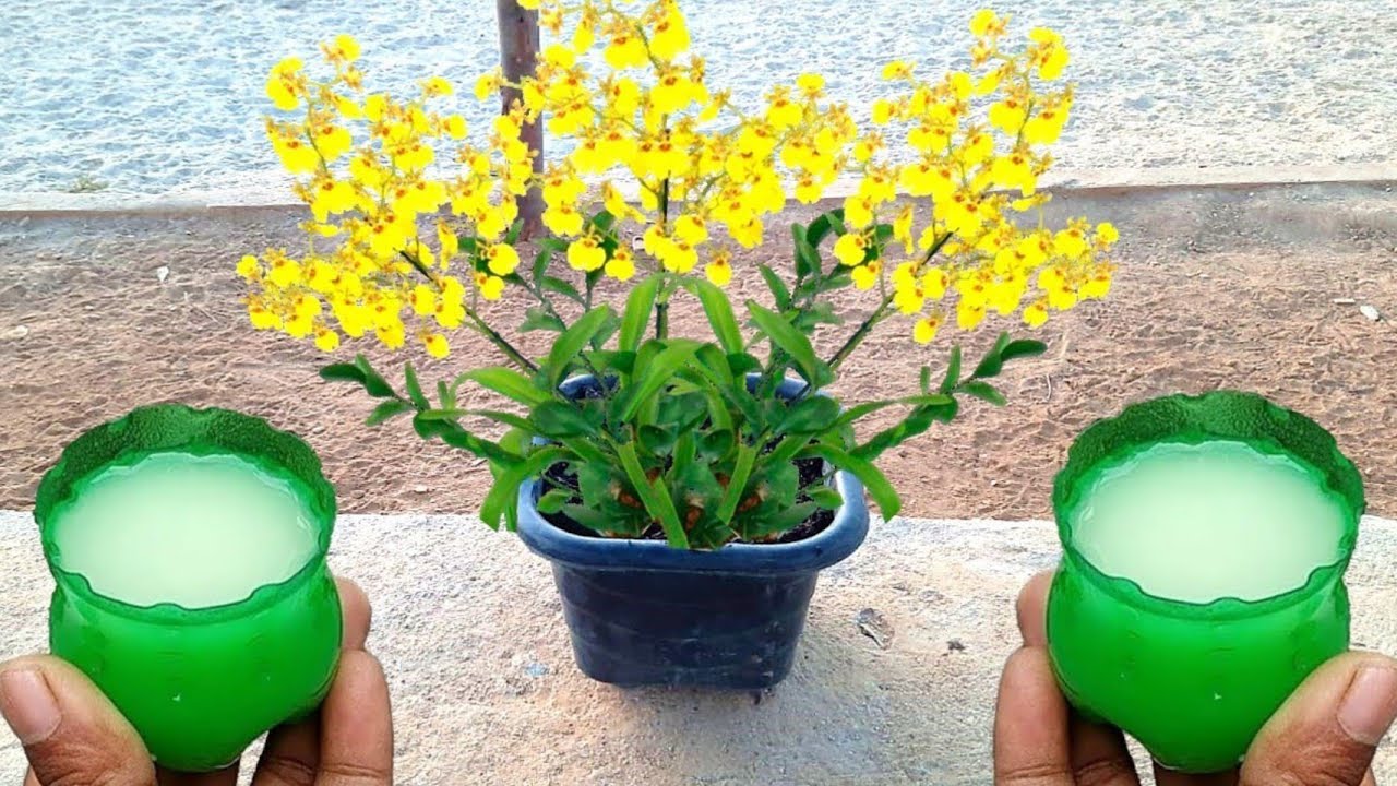 Comment faire de l’eau enrichie pour stimuler et augmenter la floraison des plantes