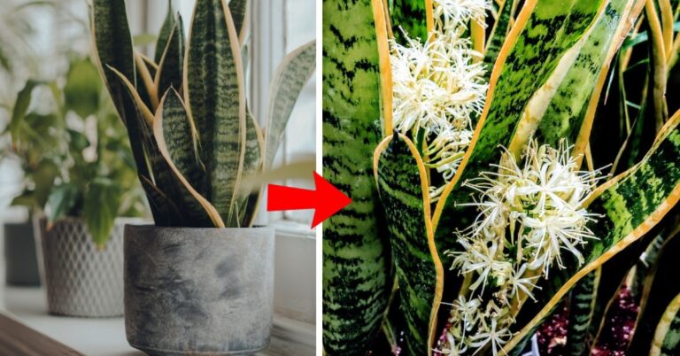 Wie man eine Sansevieria zum Blühen bringt und ihr Aroma länger hält