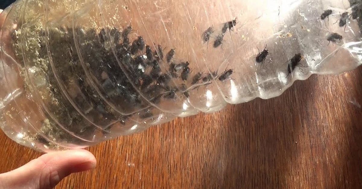 Der Hausmittel-Trick, um Fliegen dauerhaft aus Ihrem Zuhause zu vertreiben