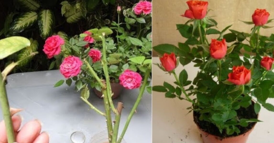 Apprenez à faire fleurir et à enraciner une rose coupée