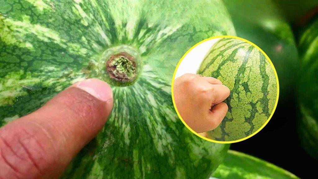 Der Landwirt verrät, wie man die süßeste Wassermelone auswählt: So findet man sie garantiert.