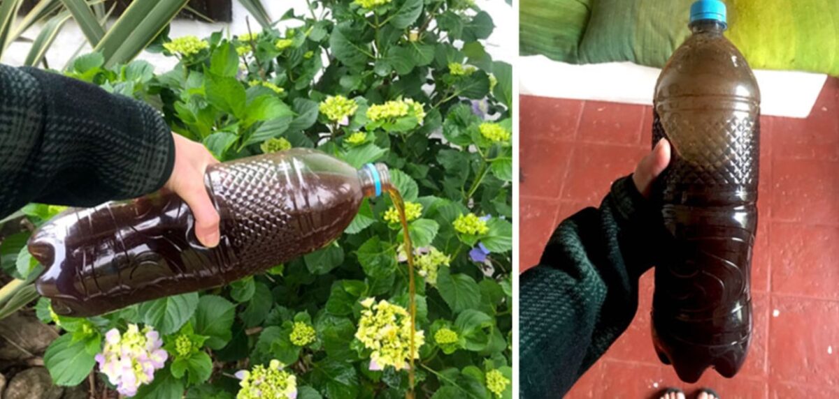 Hausgemachter Pflanzendünger: Verwenden Sie ihn für Ihre Pflanzen – sie wachsen schneller