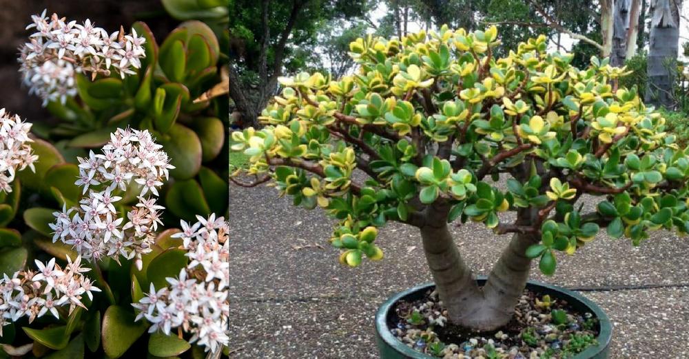Wie man eine Geldbaum-Pflanze (Crassula ovata) zum Blühen bringt