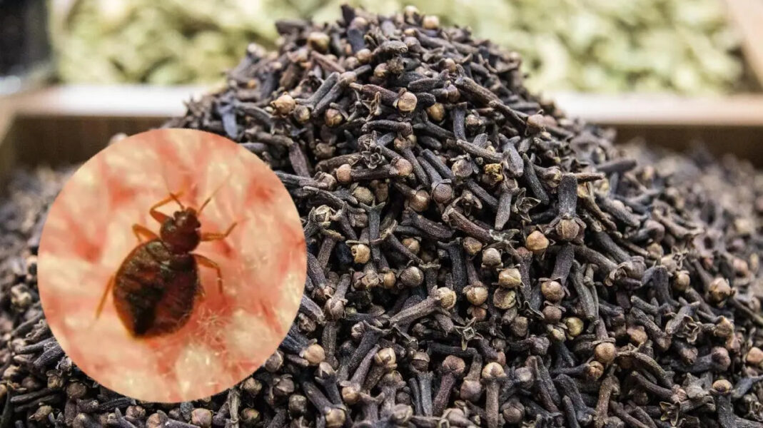 Mélange puissant avec des clous de girofle pour éliminer les punaises de lit