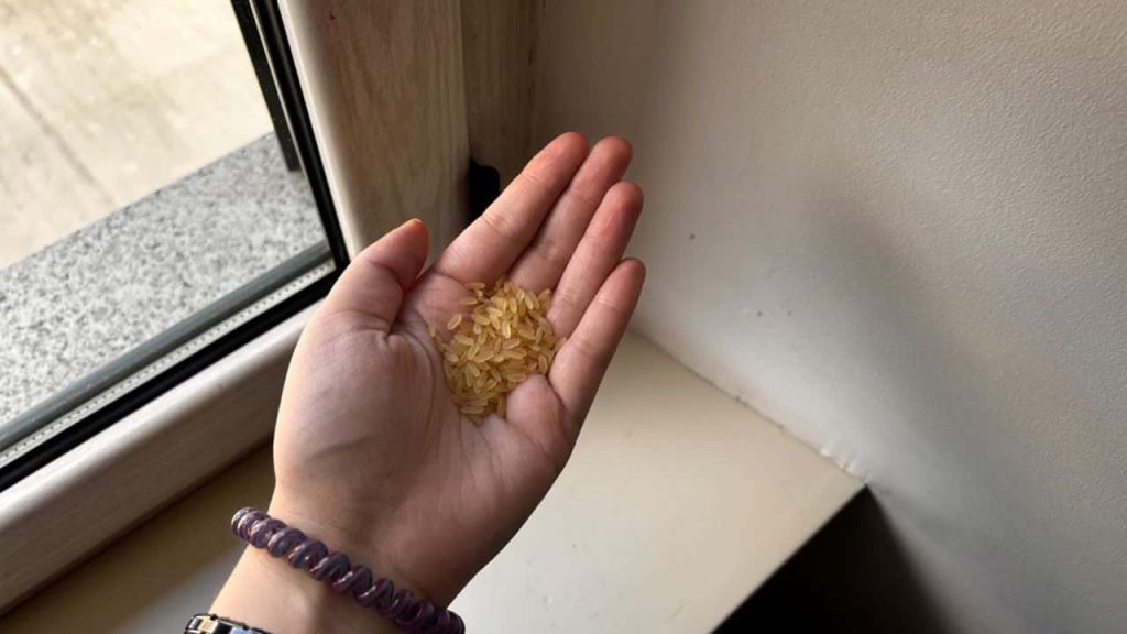 Der unfehlbare Trick mit Reis, um Ameisen in nur wenigen Minuten aus Ihrem Haus fernzuhalten