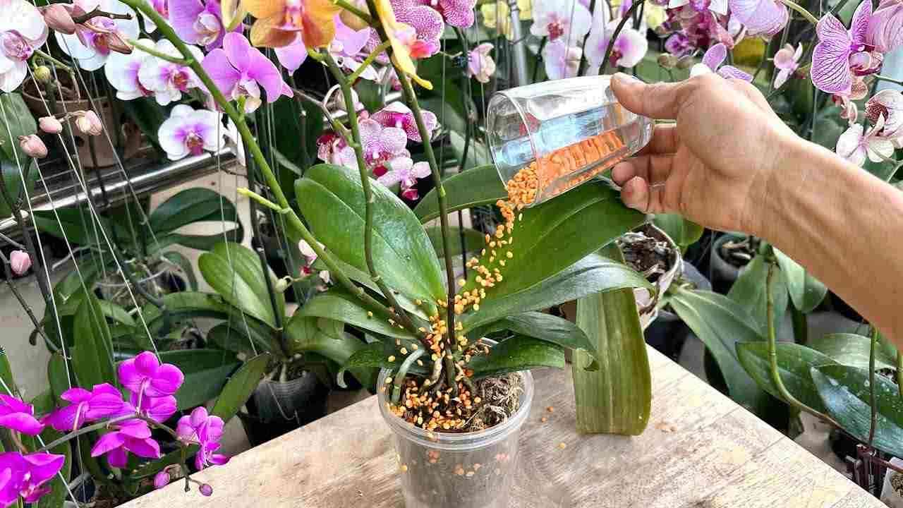 Dieser Inhaltsstoff kann die Orchidee unendlich wachsen und blühen lassen