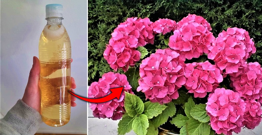 Wie man einen hausgemachten Dünger herstellt, um Ihre Pflanzen zum Blühen zu bringen