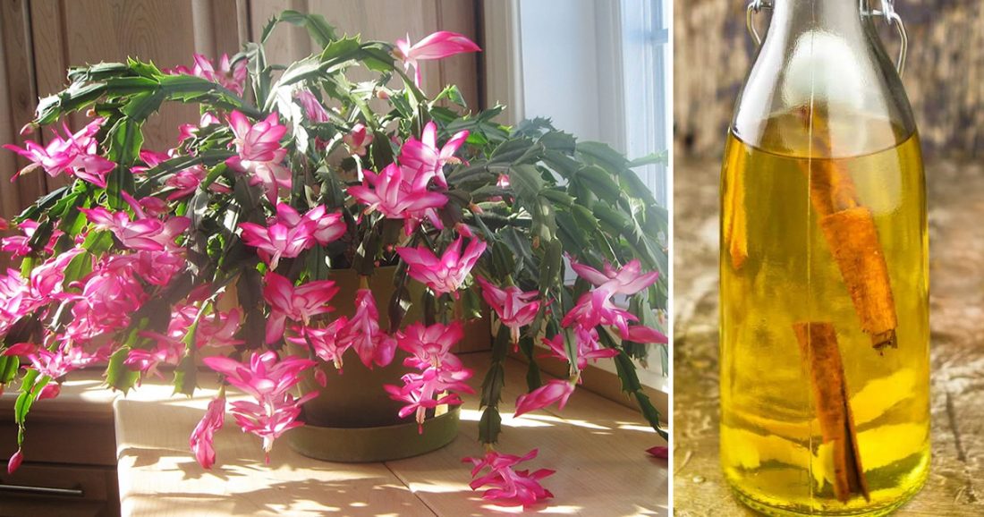 Wie man angereichertes Wasser herstellt, um die Blüte von Pflanzen zu fördern und zu verstärken