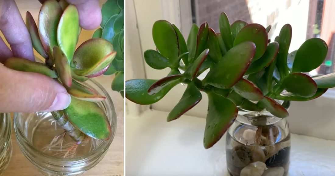 Wie man einen Geldbaum im Wasser zieht, ihn ewig am Leben erhält