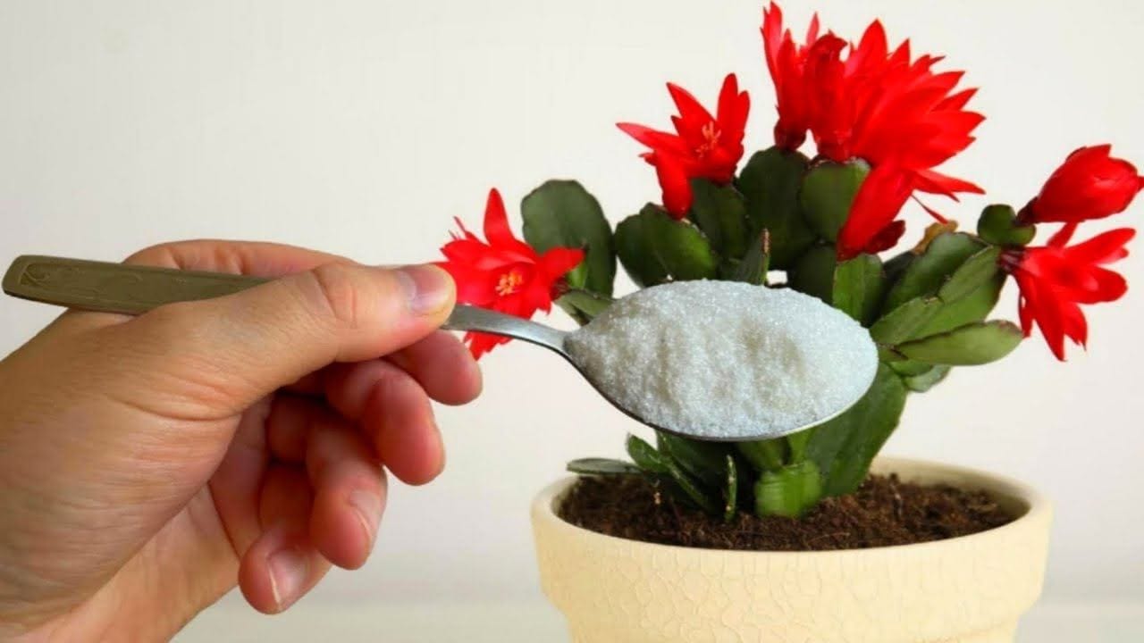 Mit einer Prise davon blüht jede Blume, die Sie zu Hause haben, sofort auf.