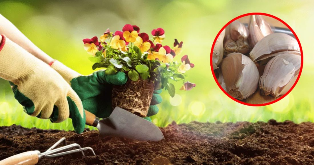 Wie man Knoblauch zur Herstellung von Pflanzenkompost verwendet