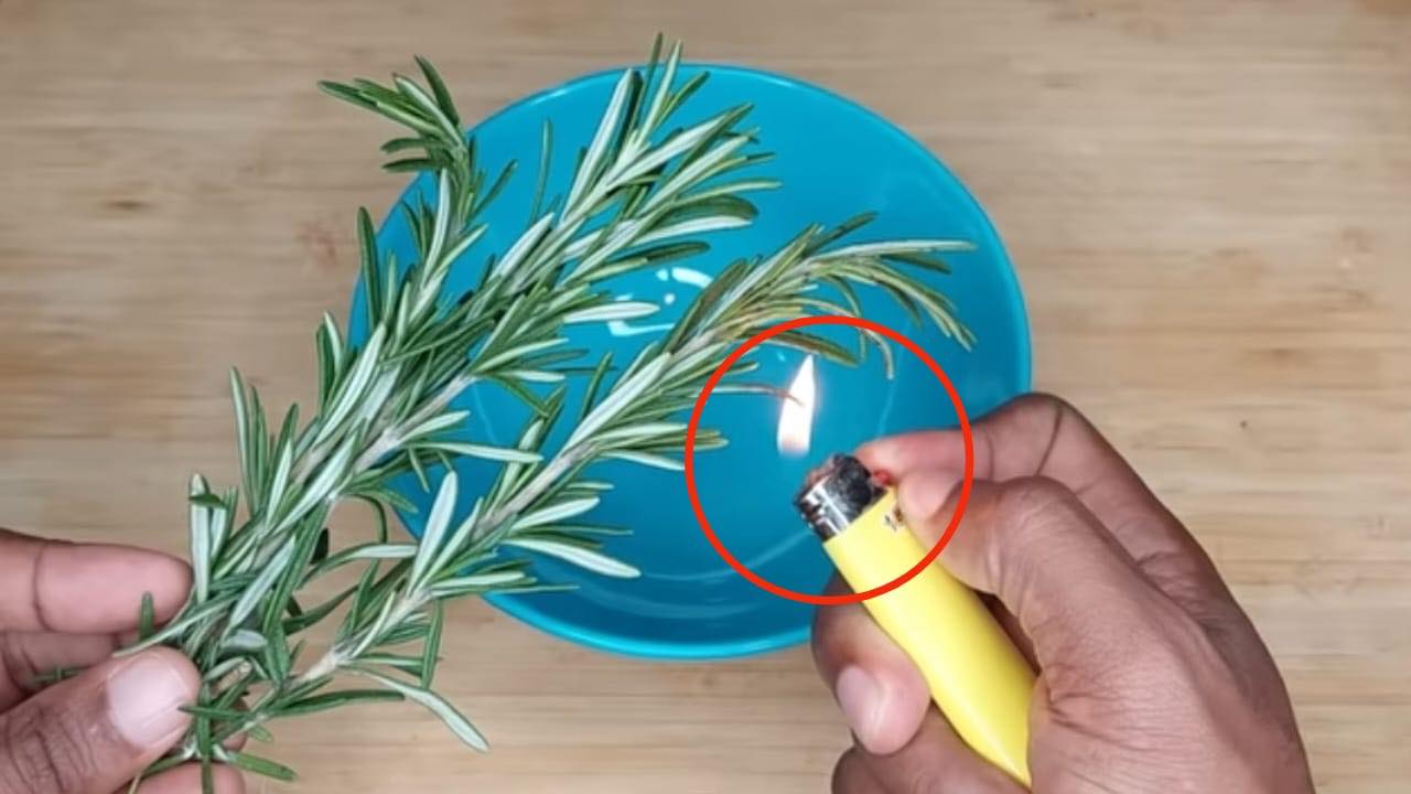 Brennen Sie zu Hause einen Rosmarinzweig und sehen Sie nach 10 Minuten, was passiert.