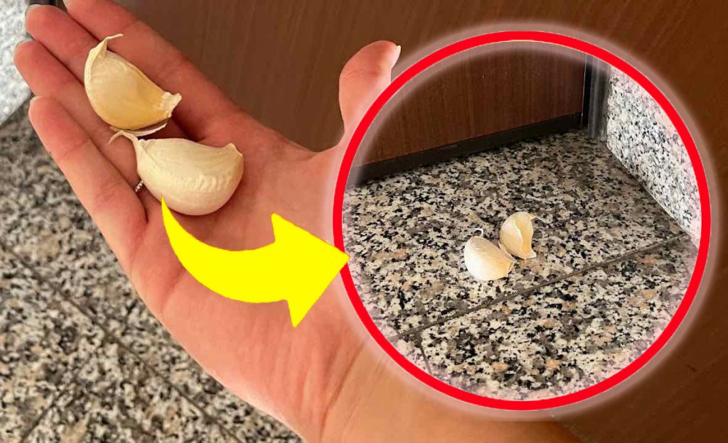 Gousses d’ail, tout le monde se précipite pour les sortir de la maison : presque personne ne les connaît | Cette étape sauve des millions de personnes !