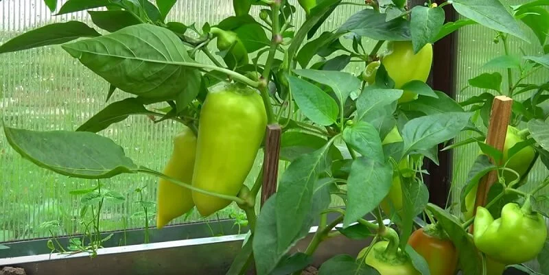 Faites ce mélange si vous souhaitez que vos poivrons poussent en abondance