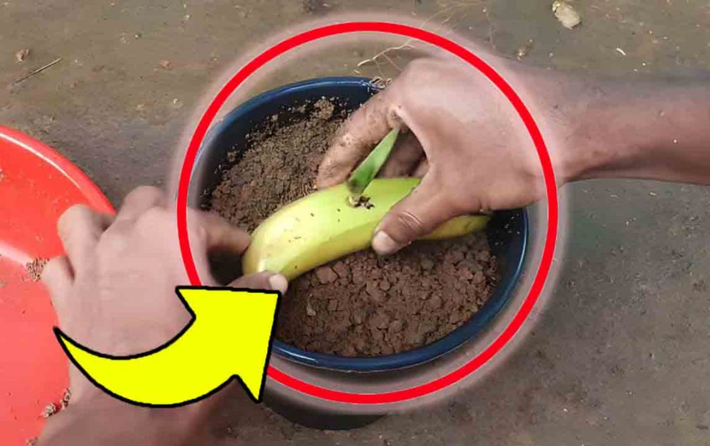 Banane, enterre-la dans le sol : regarde ce qui se passe au bout d’une semaine, c’est fou !