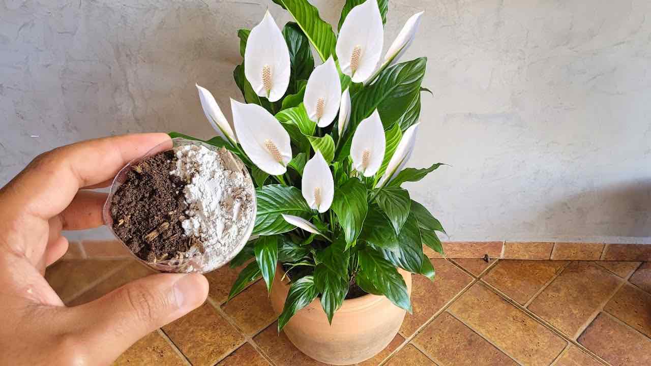 Dieses Heilmittel ist Gold wert für die Friedenslilie, sie wird viele Jahre gesund und gedeihlich sein.