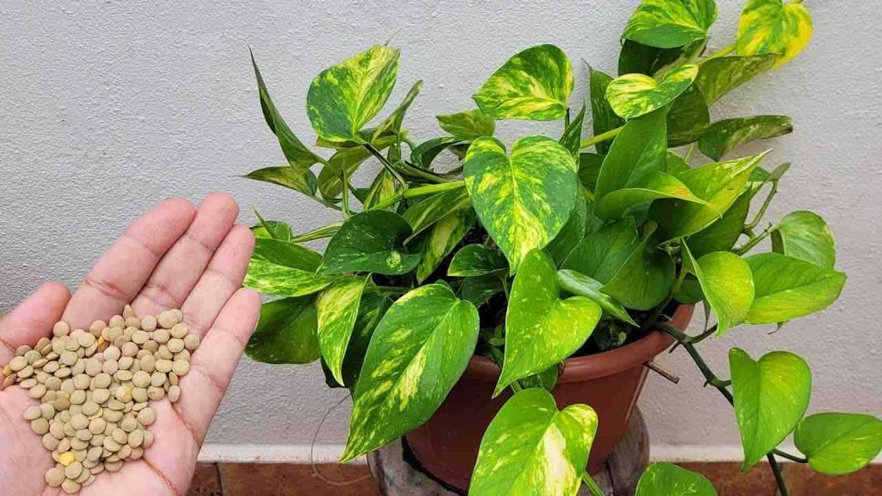 Ein kleiner Schluck in jede Pflanze und die Ergebnisse sind garantiert: Solche Resultate habe ich nie gehabt