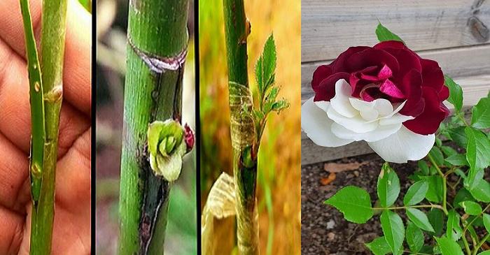 Wie man eine Rose veredeltn – Schritt für Schritt