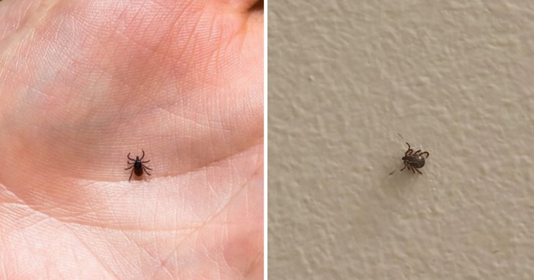 Wie man Flöhe und Zecken aus Haus und Garten für immer loswird