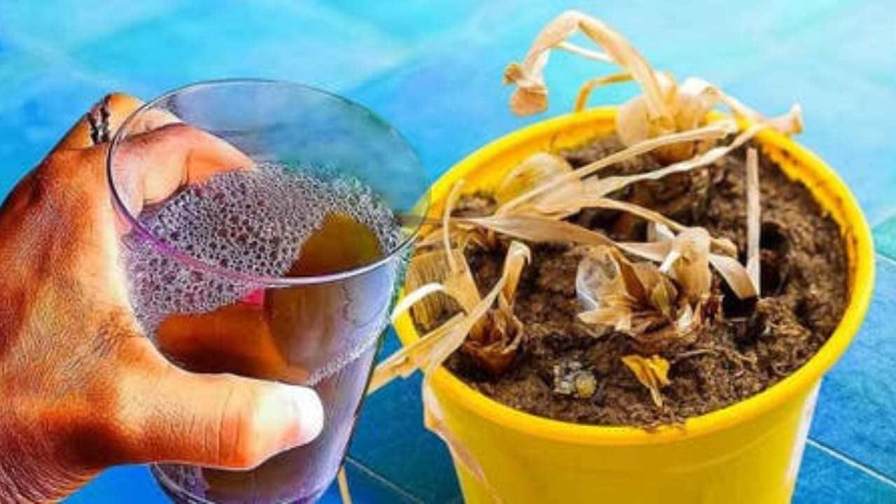 Tote Pflanze, werfen Sie sie nicht weg: Prüfen Sie die Handgriffe der Gärtner, um ihr sofort neues Leben einzuhauchen