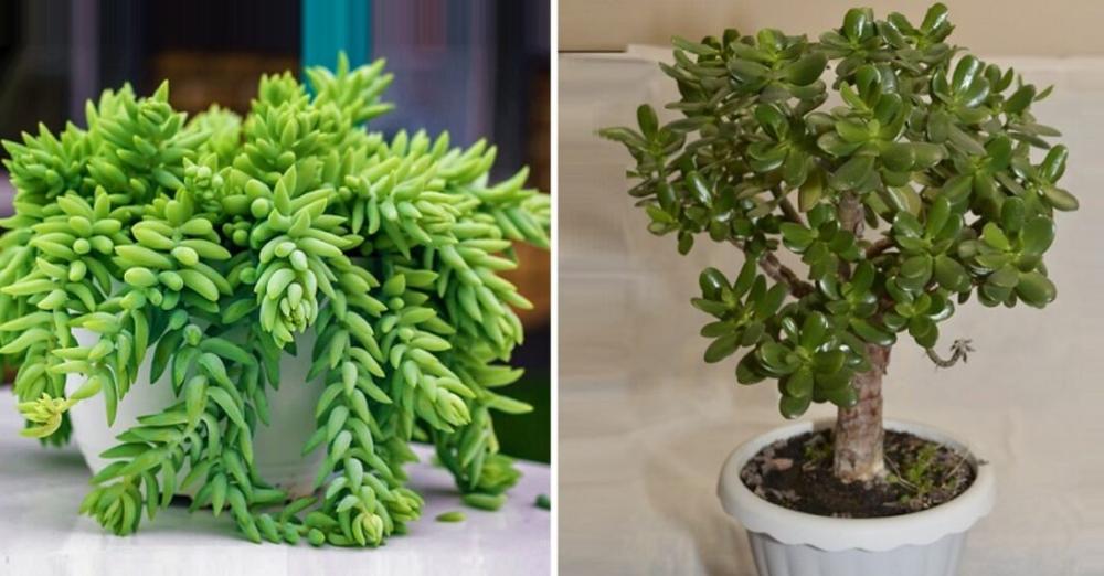 10 perfekte Sukkulenten für Zuhause