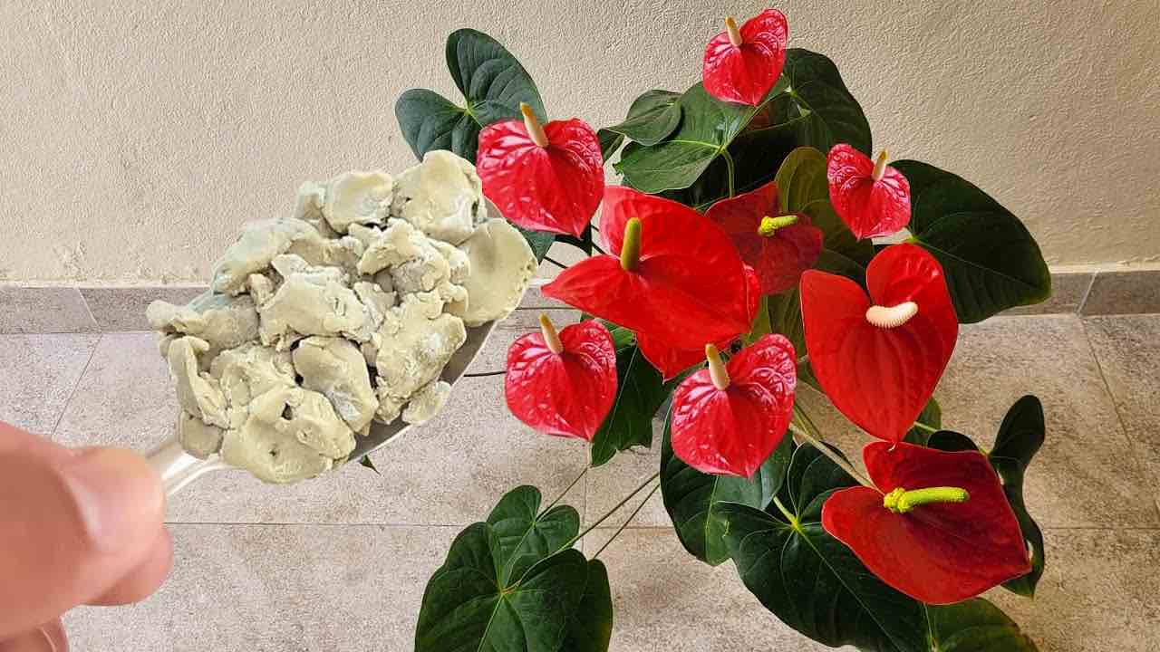 Anthurium – wie man eine Blütenexplosion erlebt – die Nachbarn werden das Geheimnis wissen wollen