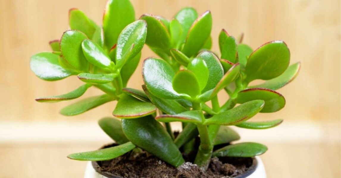 Wie man einen Geldbaum oder Pfennigbaum pflanzt und pflegt