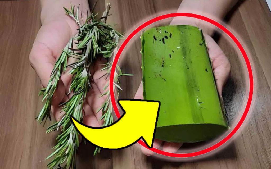 Mischen Sie Rosmarin und Aloe Vera, nach nur 2 Minuten werden Sie mir danken: Ich verwende dieses Hausmittel meiner Großmutter zweimal pro Woche!